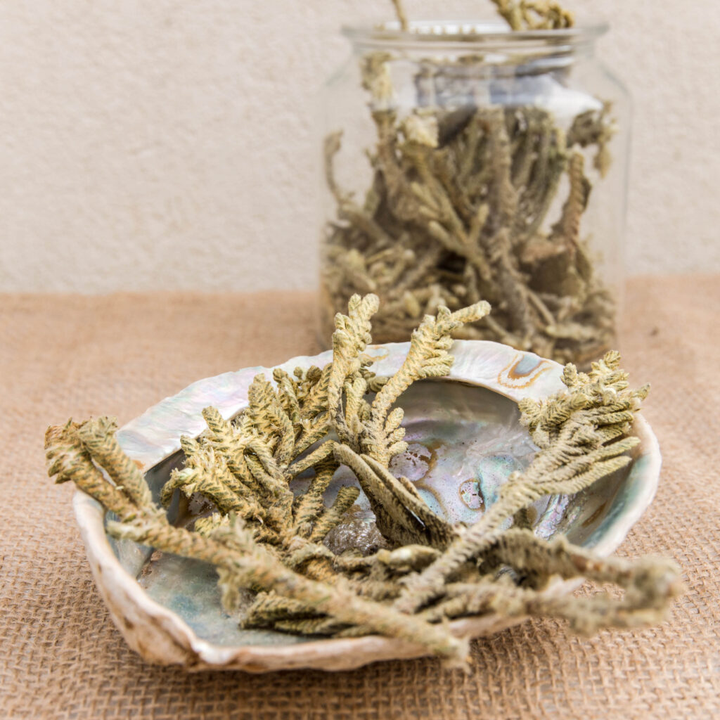 פאלמה דולסה פרימיום| פרו