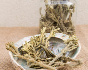 פאלמה דולסה פרימיום| פרו